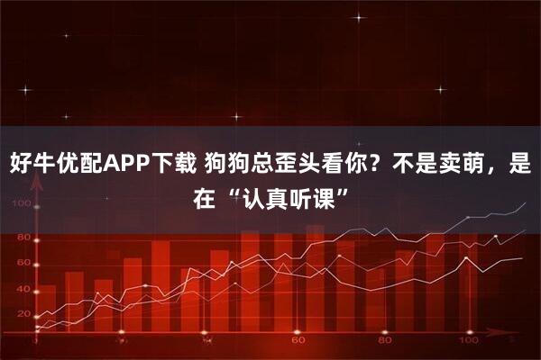 好牛优配APP下载 狗狗总歪头看你？不是卖萌，是在 “认真听课”